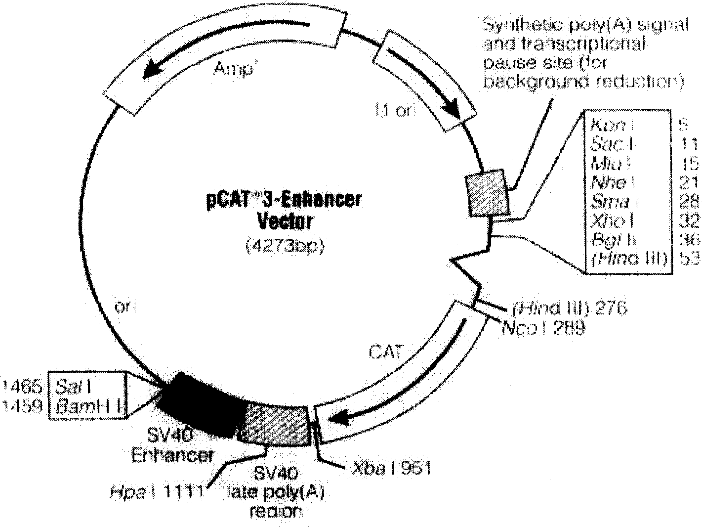 Recombinant plasmid containing effective B cell activation factor gene promotor and its preparation method and uses