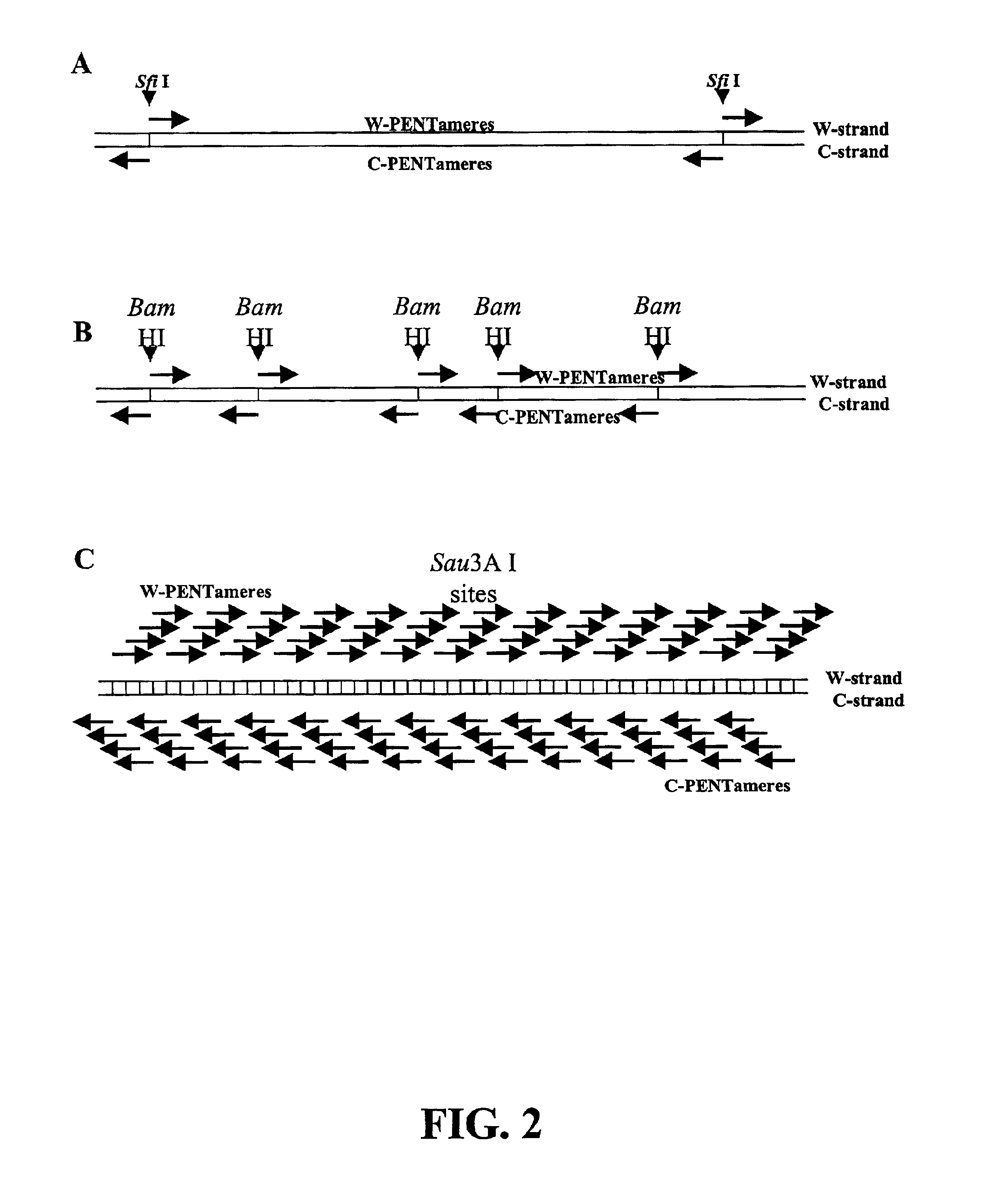 Genome walking by selective amplification of nick-translate DNA library and amplification from complex mixtures of templates