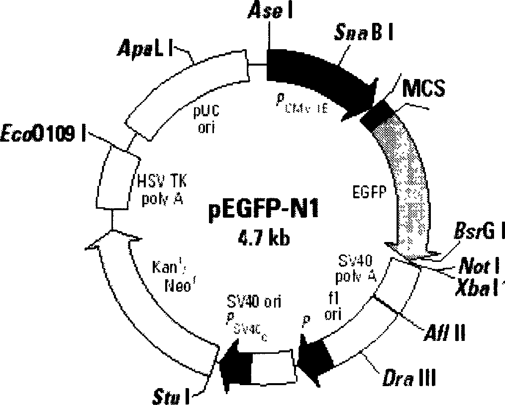 Preparation method of visible rhinopharyngocele cancer model