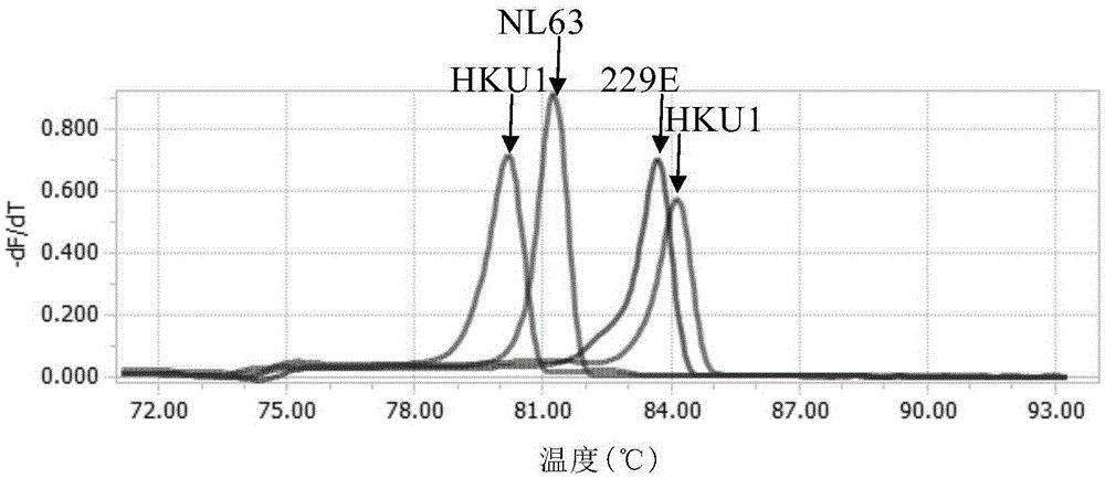 Real-time fluorescence multi-RT-PCR (Reverse Transcription-Polymerase Chain Reaction) method for simultaneously detecting human coronaviruses 229E, OC43, NL63 and HKU1