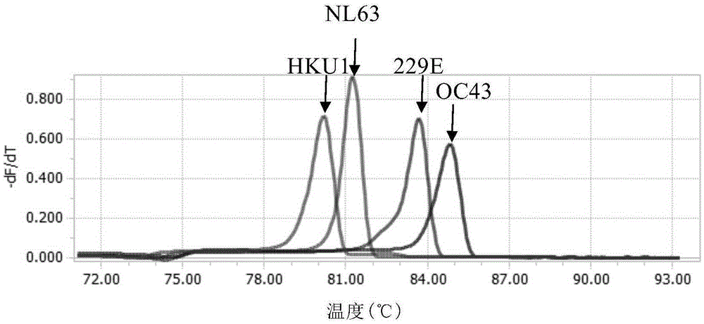 Real-time fluorescence multi-RT-PCR (Reverse Transcription-Polymerase Chain Reaction) method for simultaneously detecting human coronaviruses 229E, OC43, NL63 and HKU1