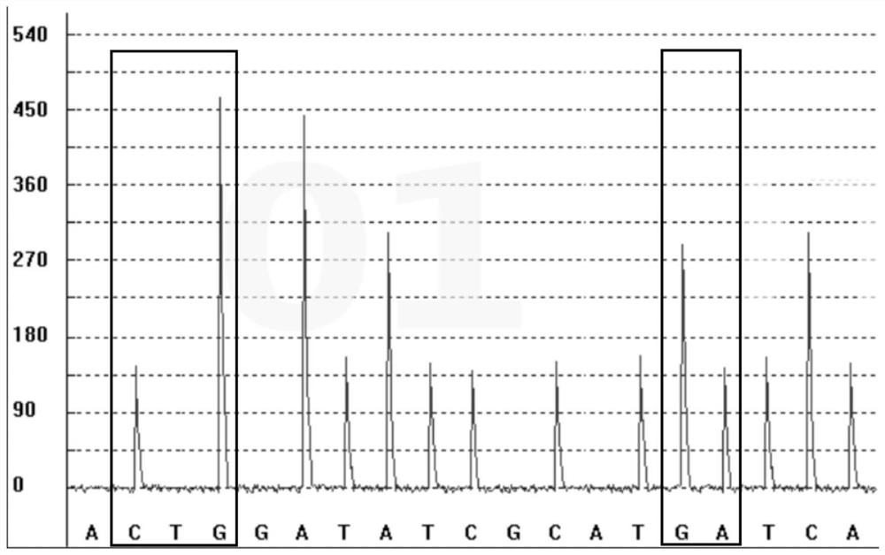 Detection kit for citalopram and escitalopram metabolic markers and detection method and application thereof