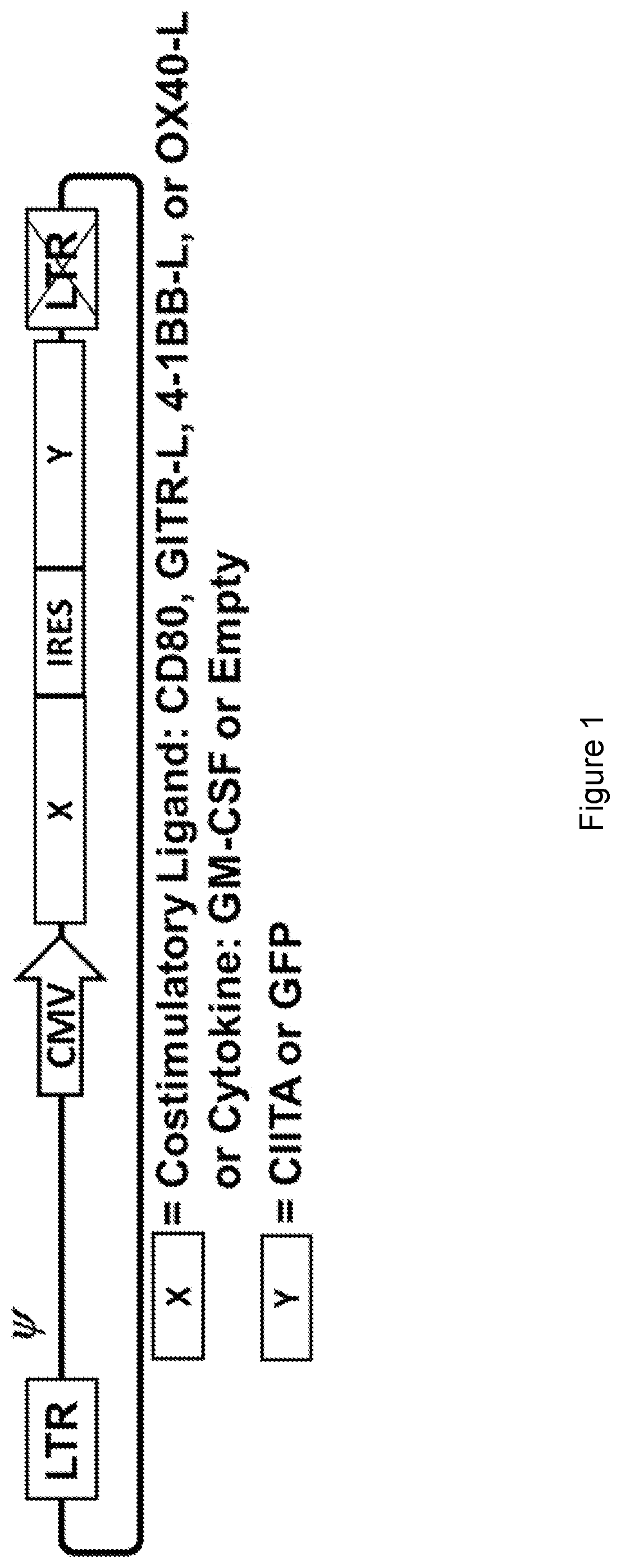 Major histocompatibility complex class ii-expressing cancer cell vaccine and methods of use for producing integrated immune responses