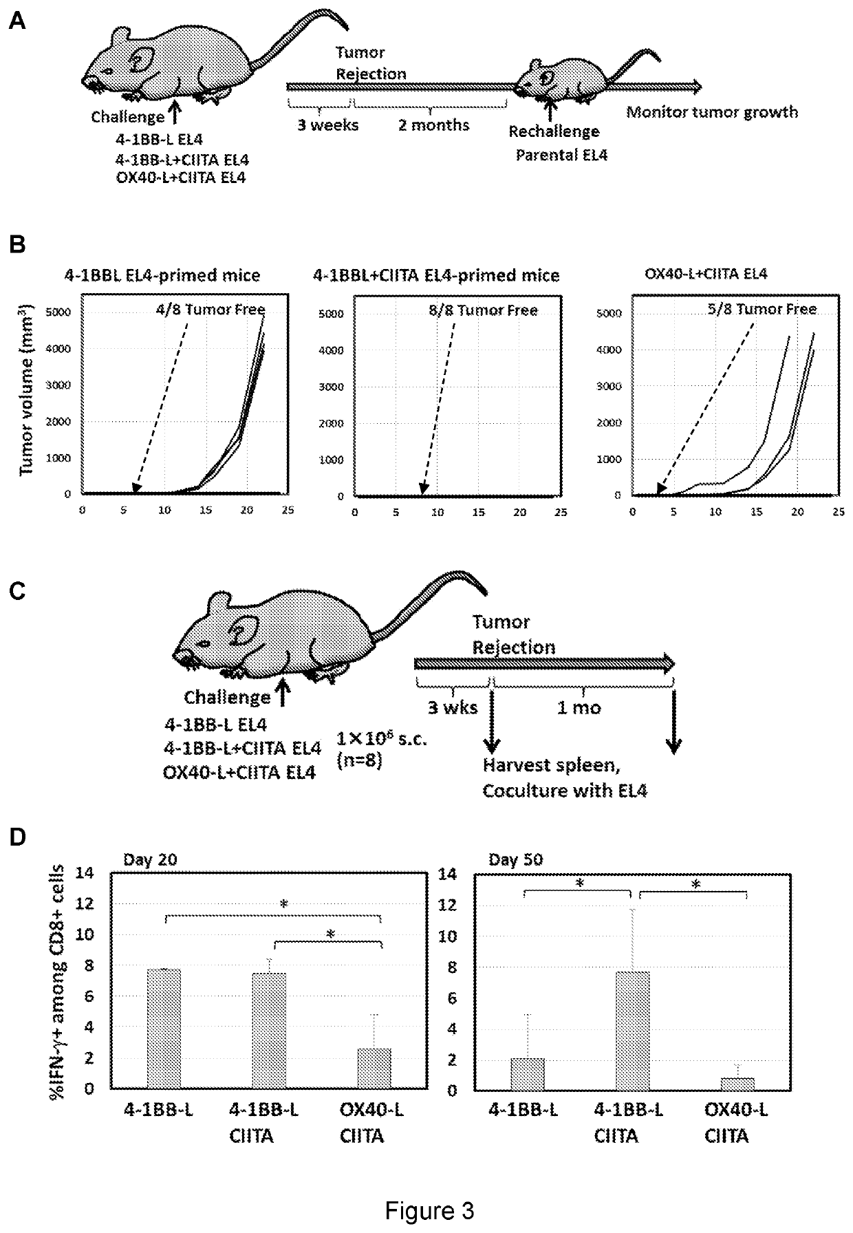 Major histocompatibility complex class ii-expressing cancer cell vaccine and methods of use for producing integrated immune responses