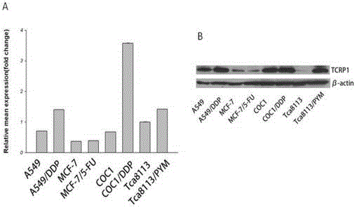 Application of TCRP1 gene in the preparation of tumor cell platinum resistance reversal agent