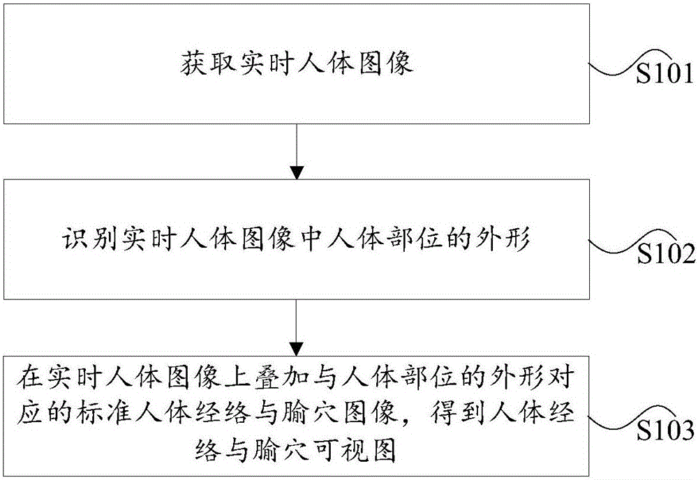 Generation method of human meridian and acupoint visual graph