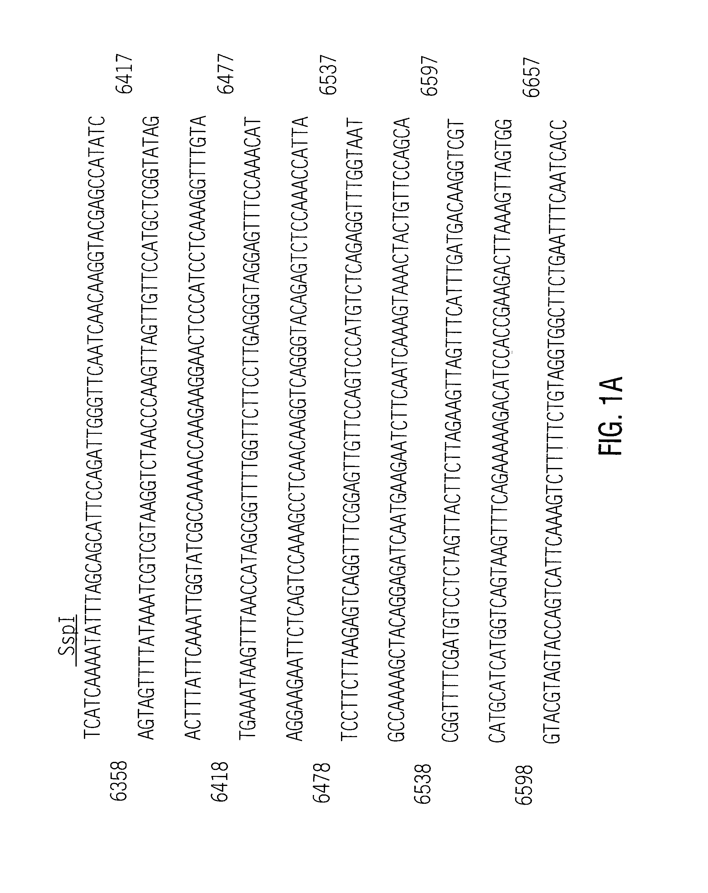 Antibody immunoreactive with a 5-enolpyruvylshikimate-3-phosphate synthase