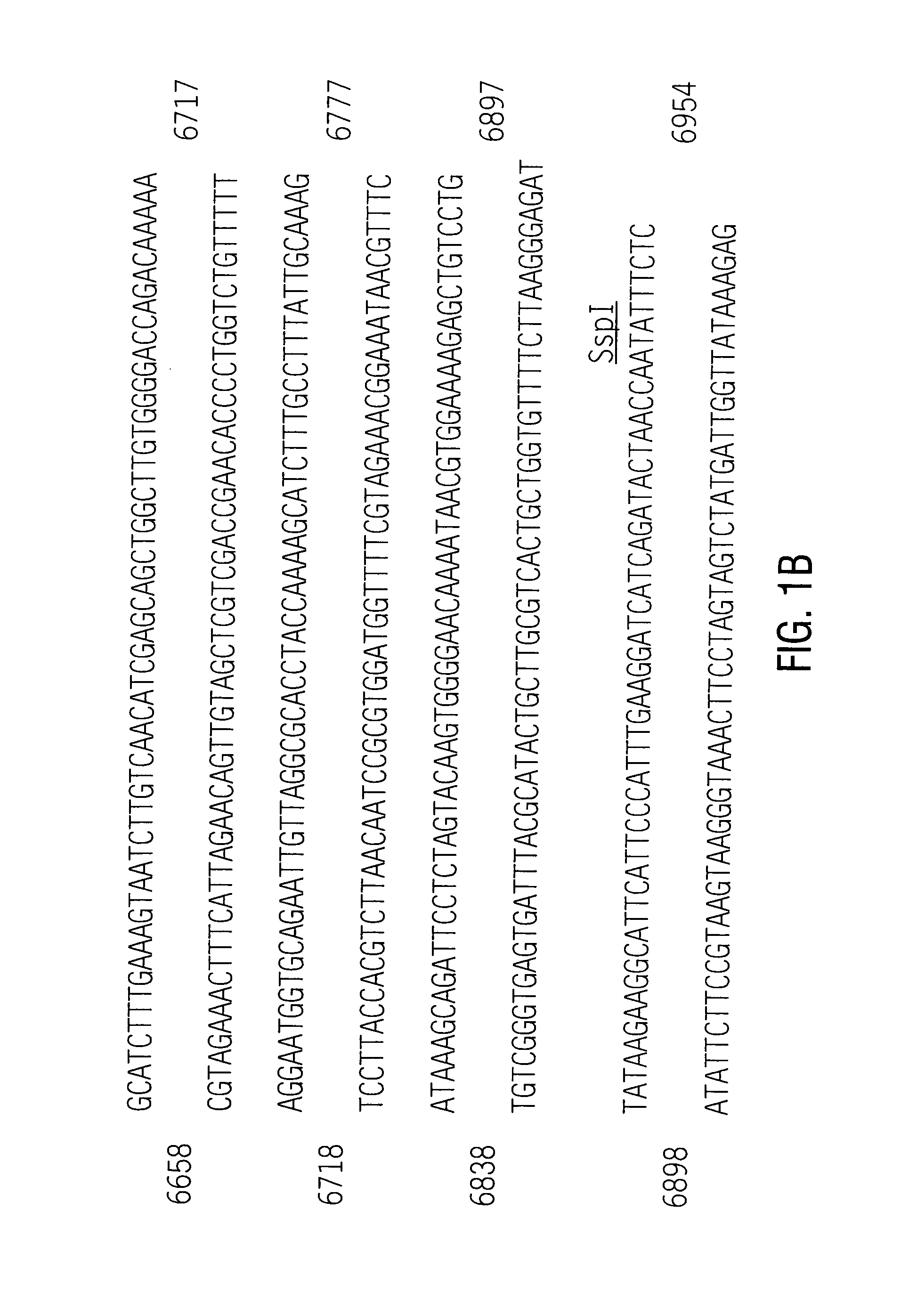 Antibody immunoreactive with a 5-enolpyruvylshikimate-3-phosphate synthase