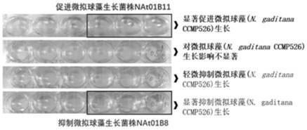 Microalgae symbiotic bacteria isolation medium and separation method, and high-throughput screening method for key bacteria affecting growth of microalgae