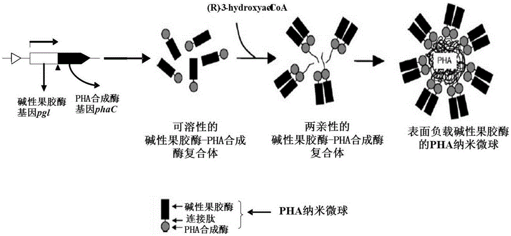 Engineering bacterium, construction method and application for producing immobilized alkaline pectinase nano micro-spheres