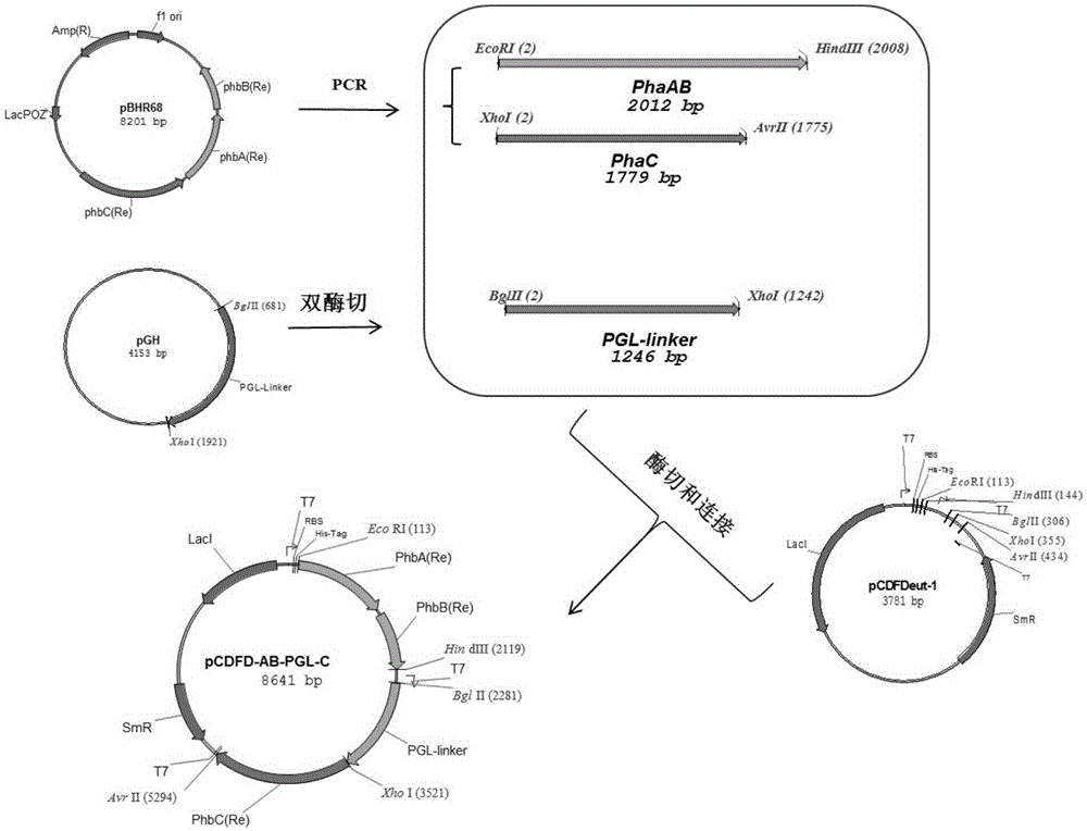 Engineering bacterium, construction method and application for producing immobilized alkaline pectinase nano micro-spheres