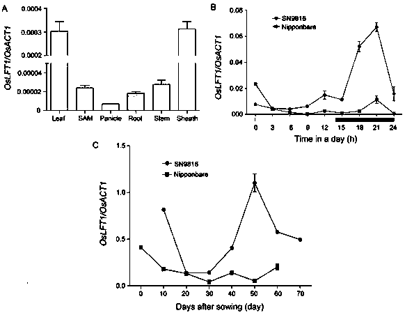 Rice flowering phase control protein and application thereof in breeding