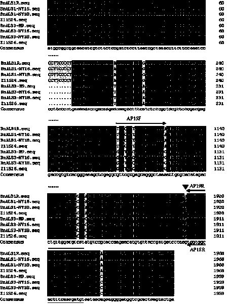 Molecular marking method for detecting imidazolone herbicide resisting gene of cabbage type rape