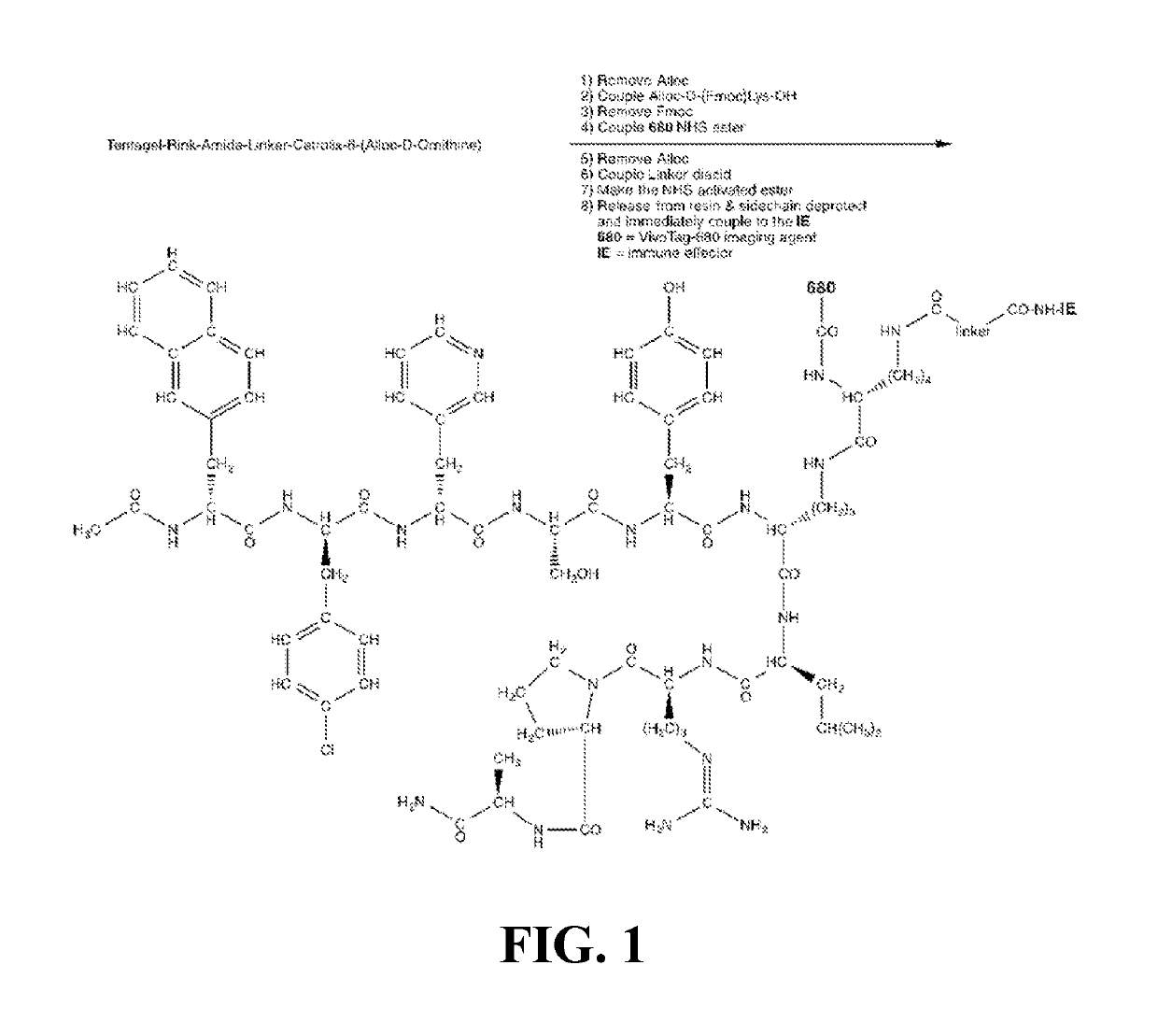 Conjugates for immunotherapy