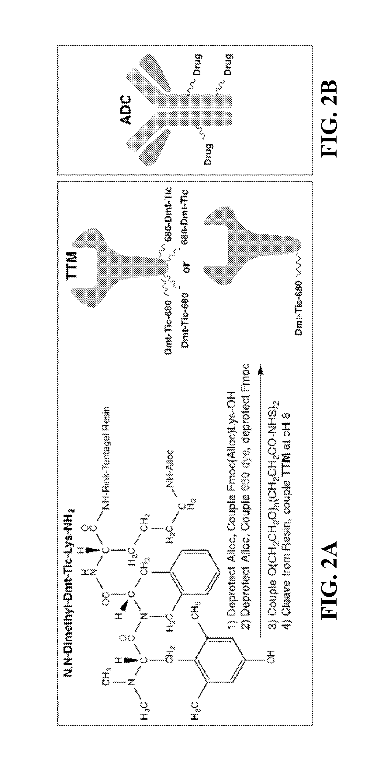 Conjugates for immunotherapy