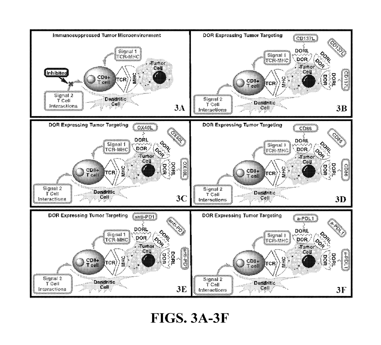 Conjugates for immunotherapy