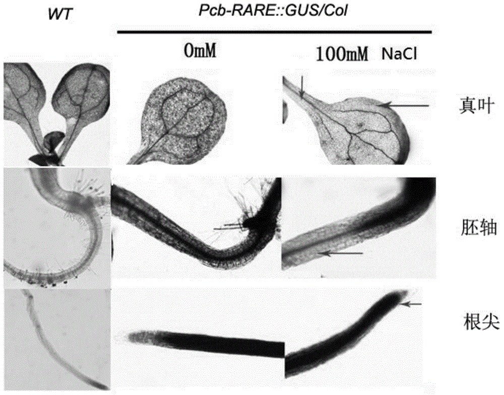 Retrotransposon promoter PCb-RARE induced by high salt and salicylic acid and application of retrotransposon promoter PCb-RARE