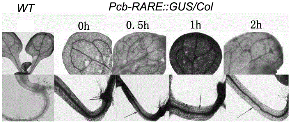 Retrotransposon promoter PCb-RARE induced by high salt and salicylic acid and application of retrotransposon promoter PCb-RARE