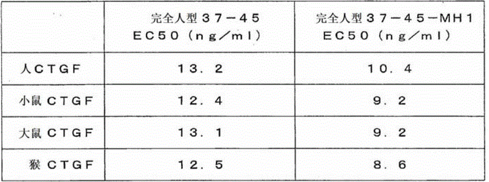 Novel anti-human ctgf antibody