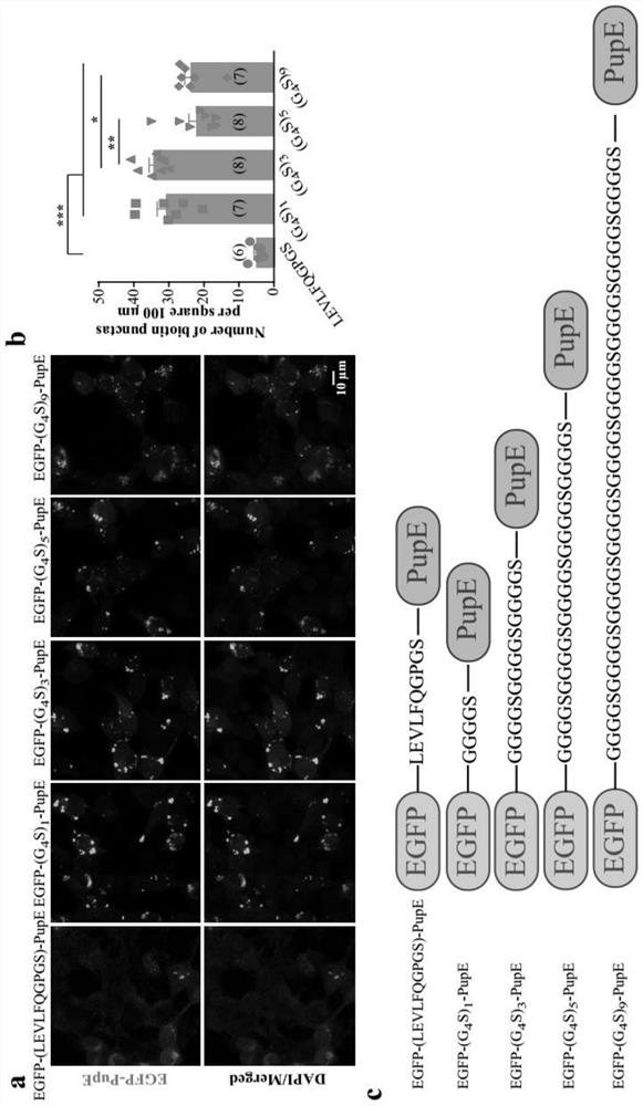 In-tissue visual proximity marking method