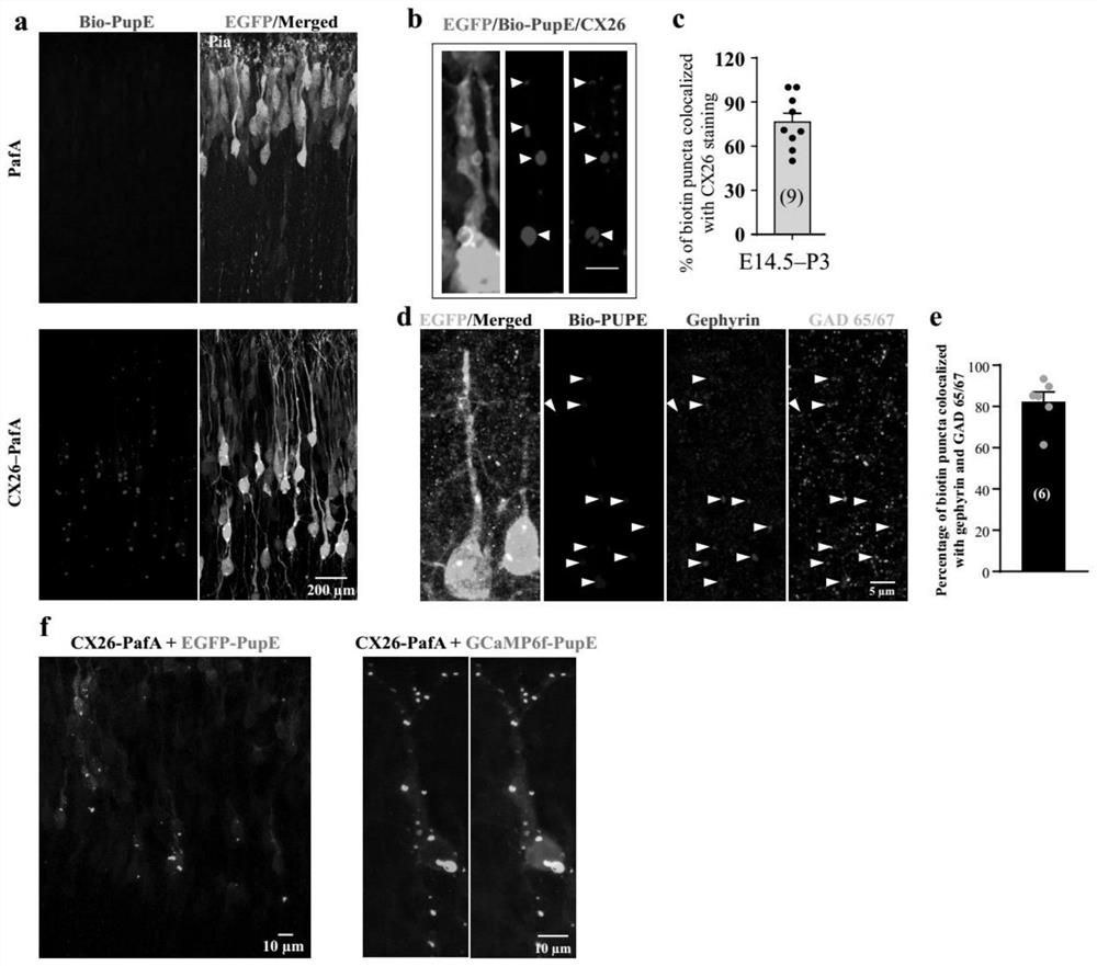 In-tissue visual proximity marking method