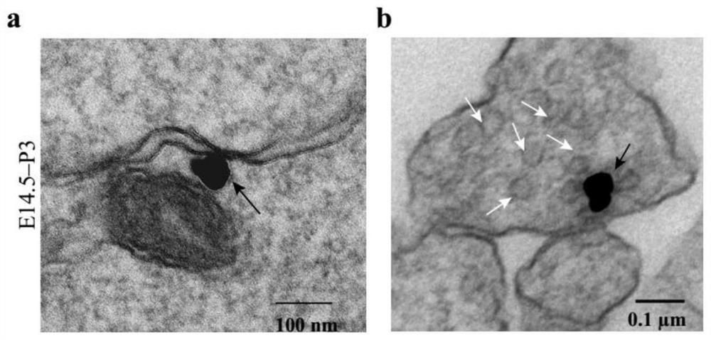 In-tissue visual proximity marking method