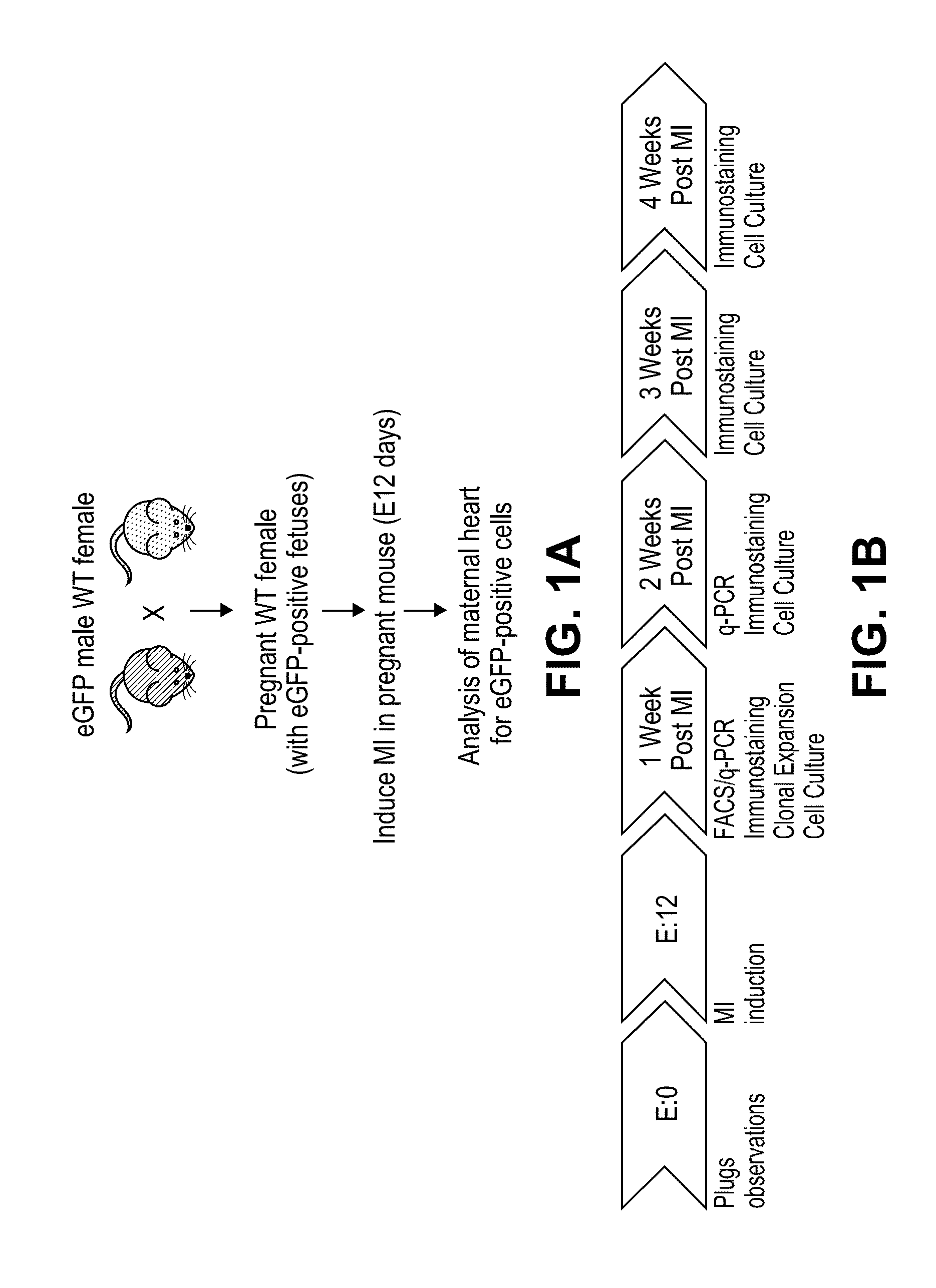 Methods of cardiac repair