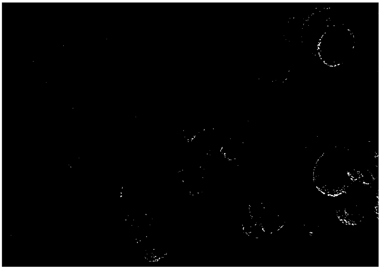 NCM ternary cathode material with surface layer doping of Ce&lt;3+&gt; and surface layer coating of CeO2 and preparation method of the ternary cathode material