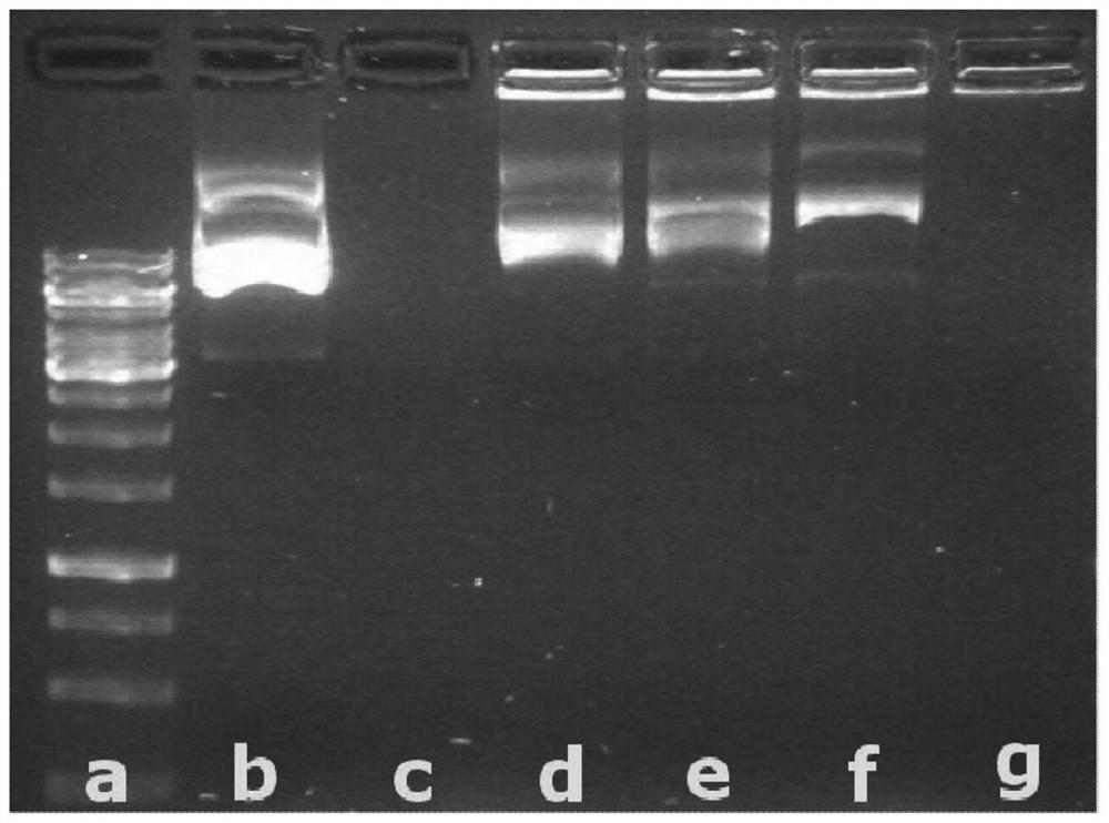 A kind of non-viral nanoparticle for gene molecular delivery and its preparation method and application