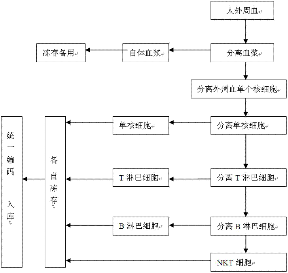 Method for constructing human peripheral blood immune cell bank