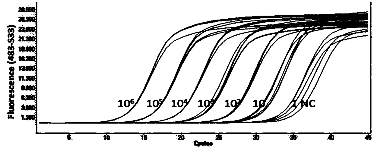 Fluorescent quantitative PCR primer for detecting mycoplasma, detection method and application