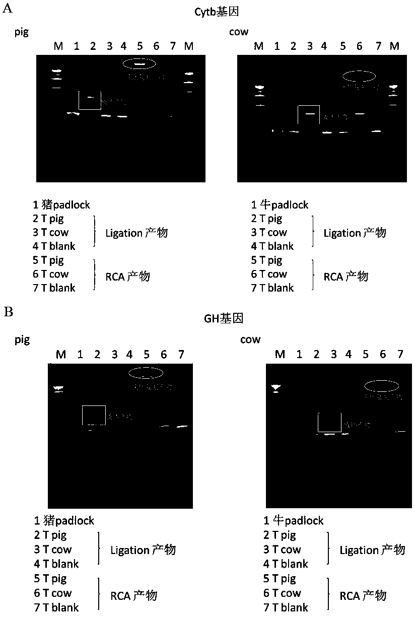 Novel gene quantitative detection method composition, kit and method thereof