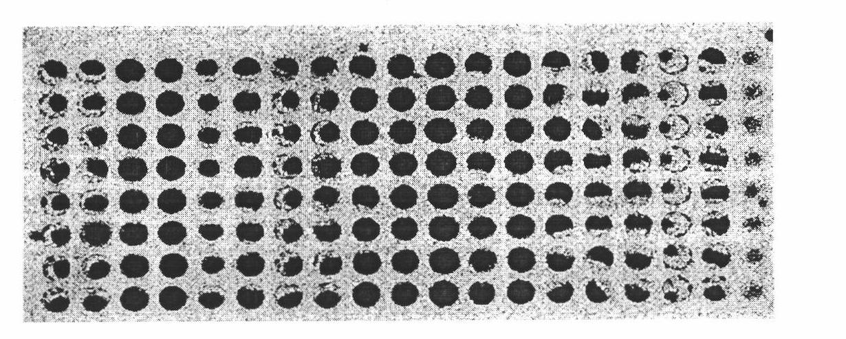 Phytoplasma probe, gene chip and method for detecting phytoplasma