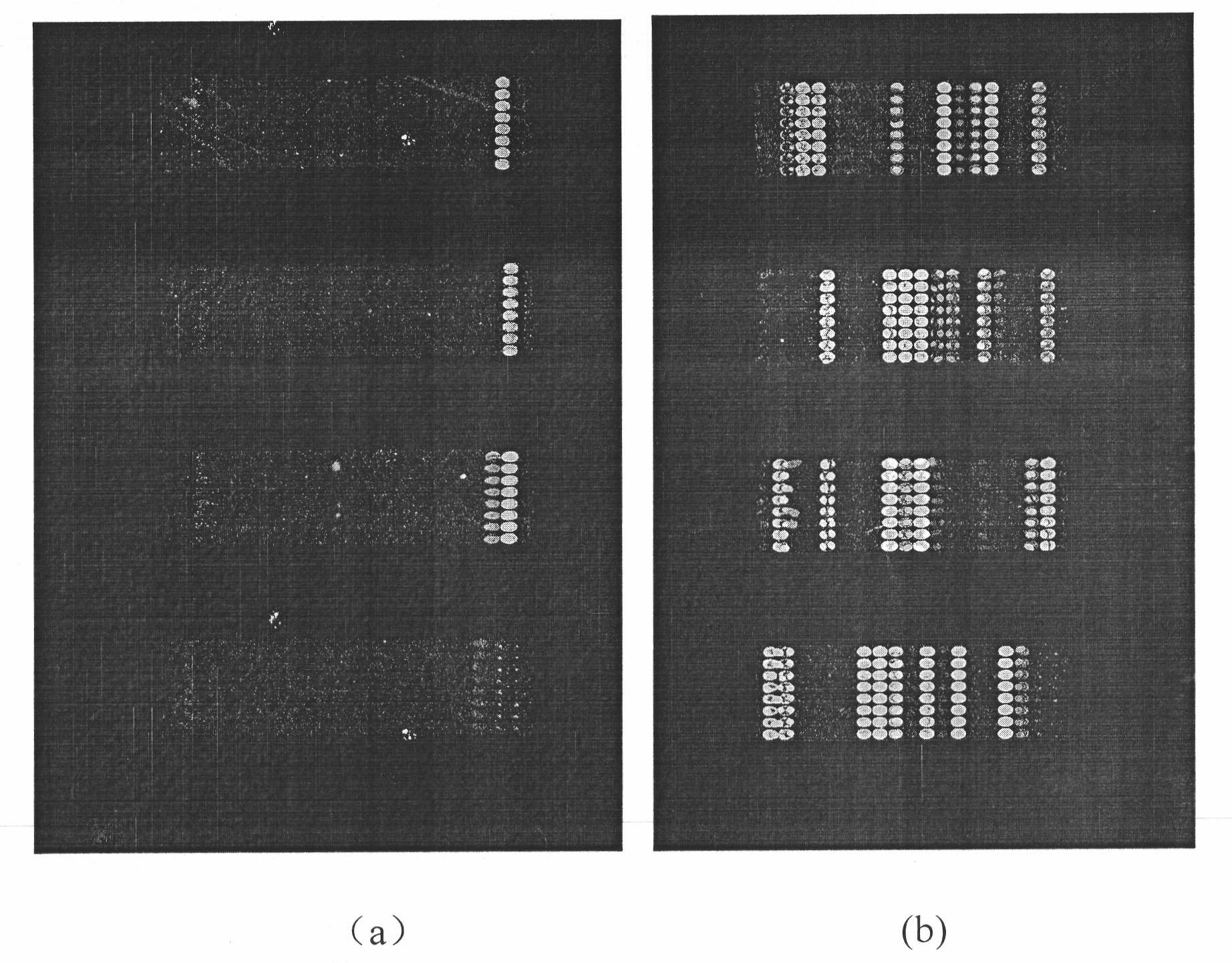 Phytoplasma probe, gene chip and method for detecting phytoplasma