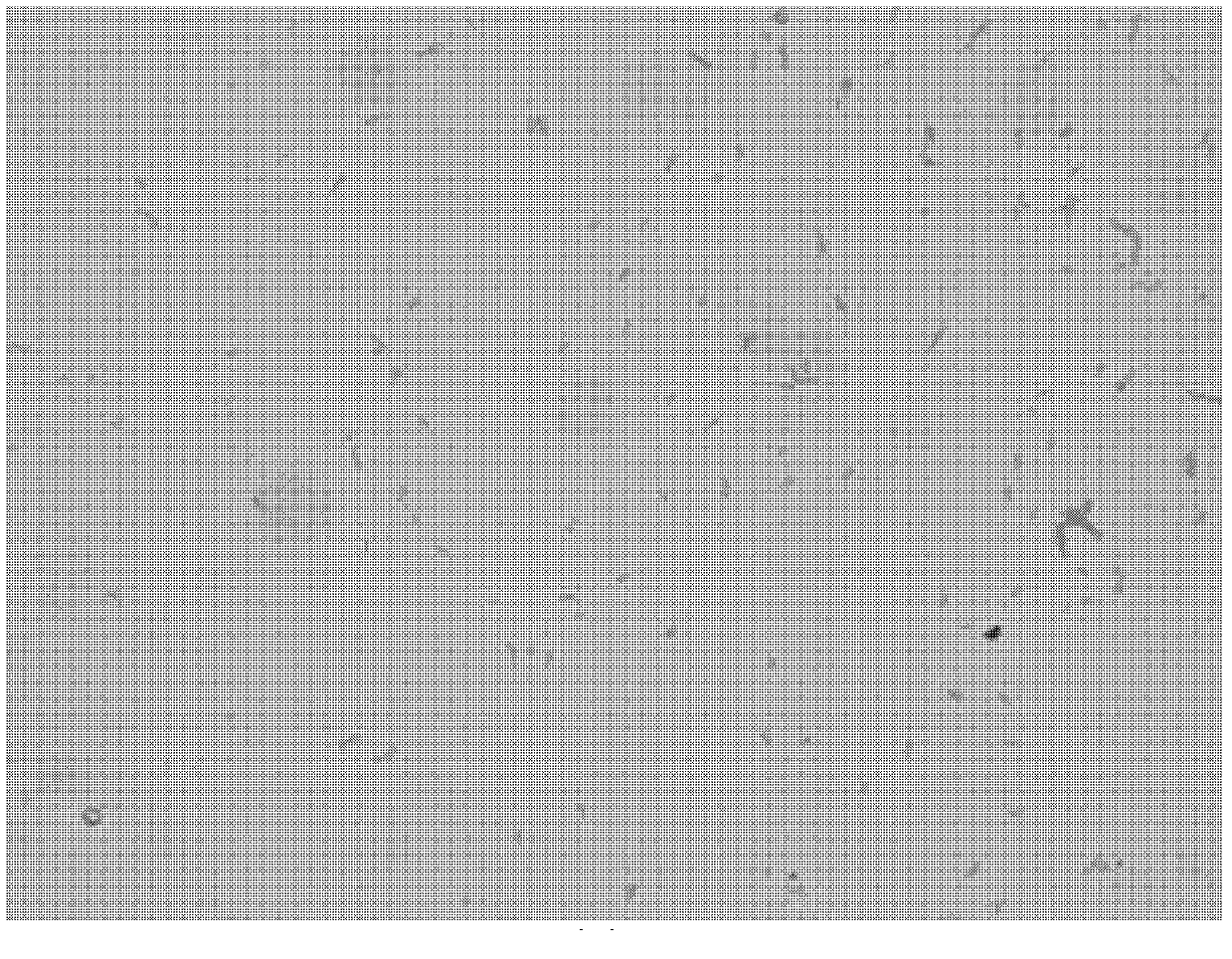 Oxalic acid degrading bacterium NJODL1 and application thereof