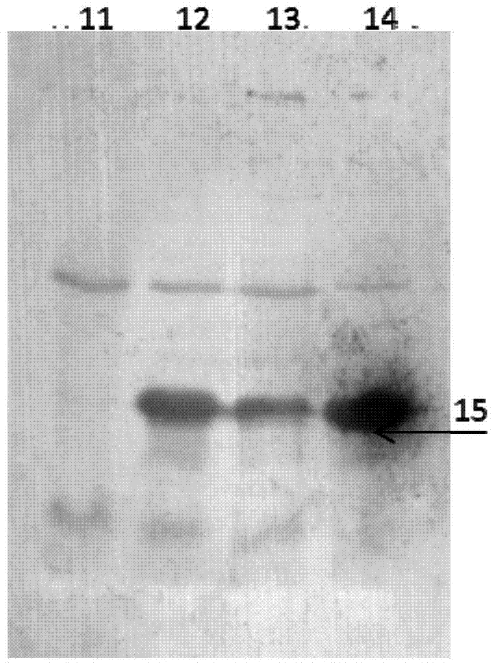 Mixture of poly-pneumococcal capsular polysaccharide-protein conjugates and preparation method of mixture