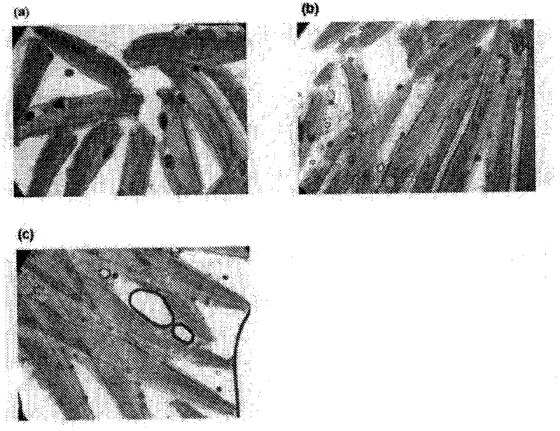 Method for control of fish parasites