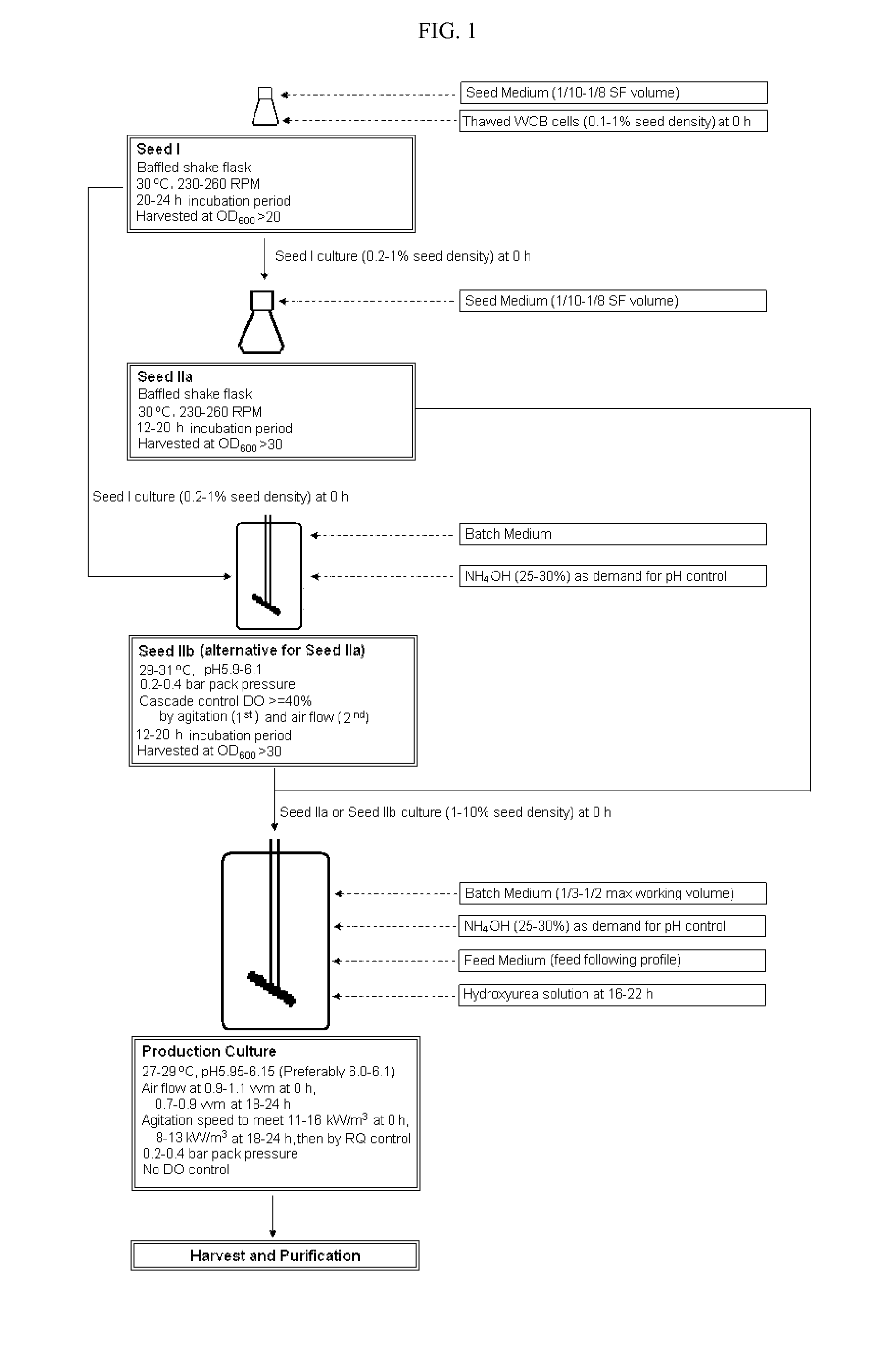 Methods of producing antibodies in yeast