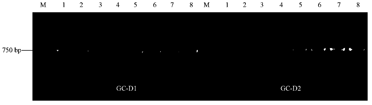 Molecular detection method and kit for rice photosensitive genic male sterility lines