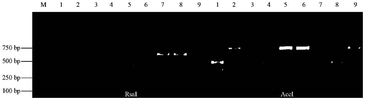 Molecular detection method and kit for rice photosensitive genic male sterility lines