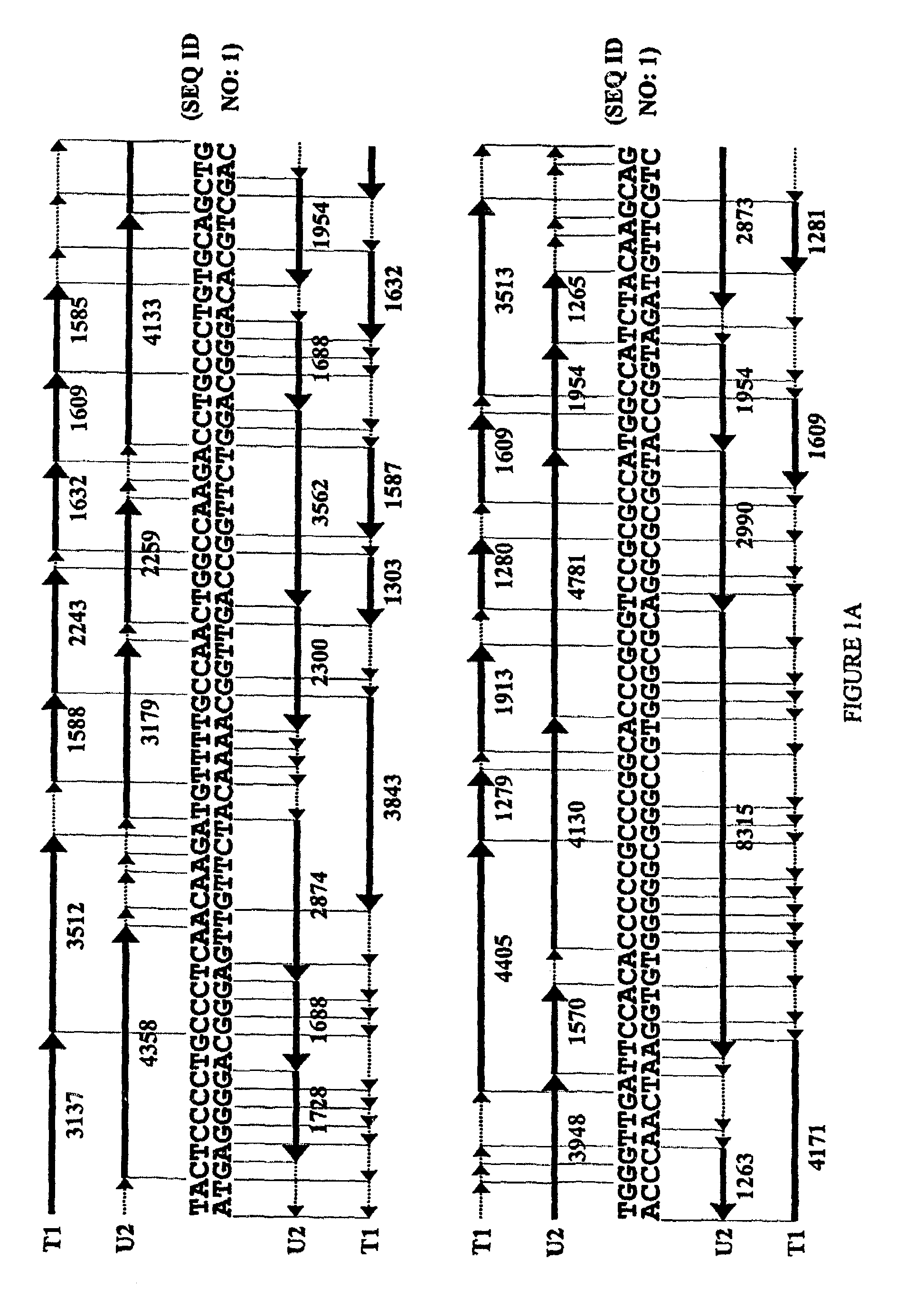 Diagnostic sequencing by a combination of specific cleavage and mass spectrometry