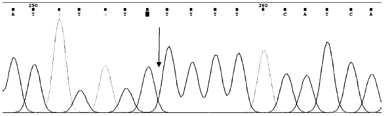 Mutation detection kit for vestibular aqueduct enlargement/Pendred syndrome virulence gene SLC26A4