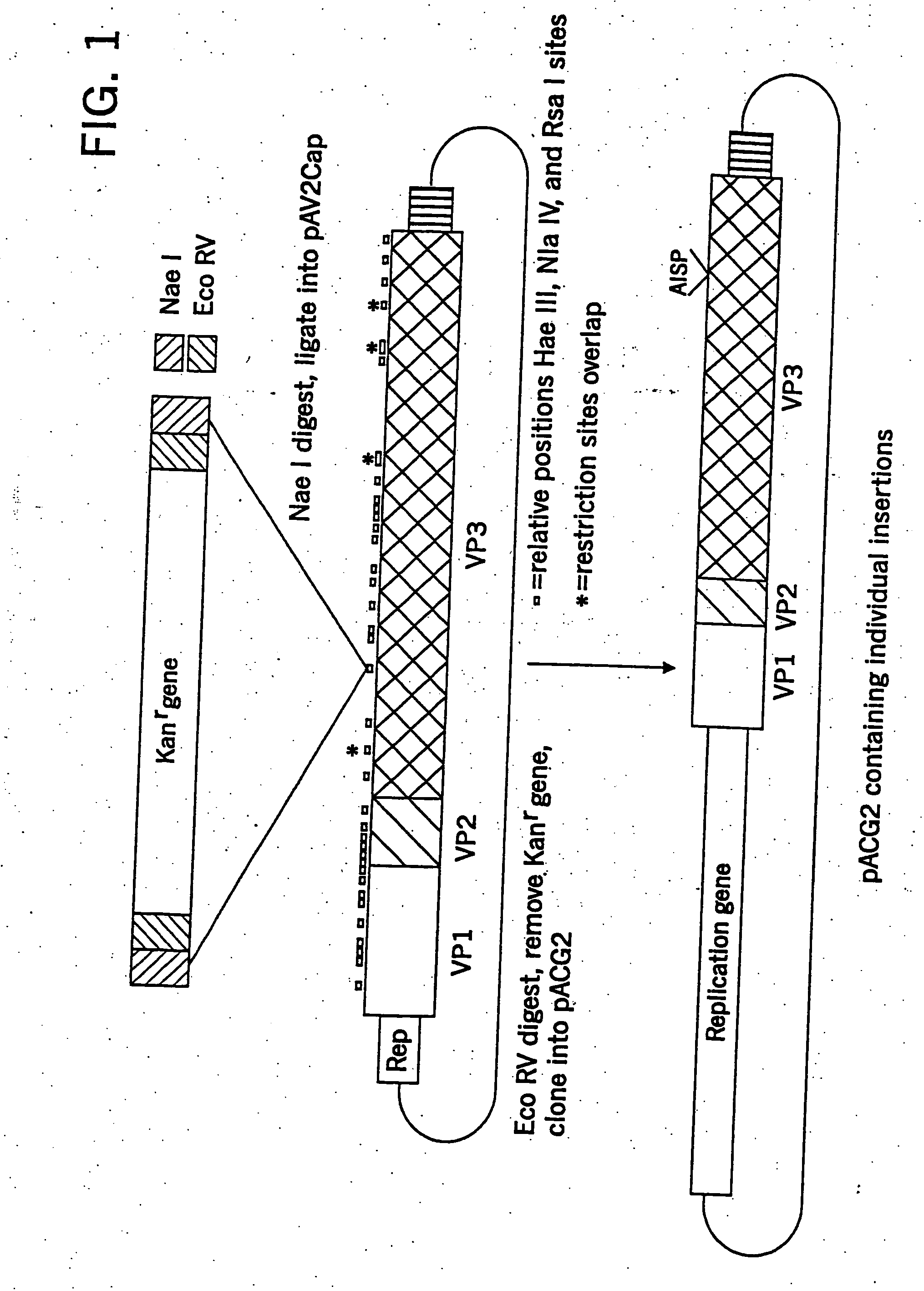 Virus vectors and methods of making and administering the same