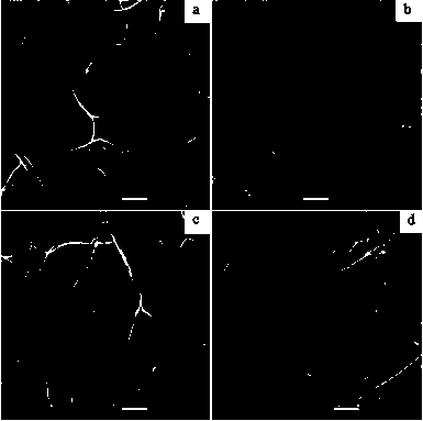 Preparation method of graphene oxide/bacterial cellulose antibacterial compound material