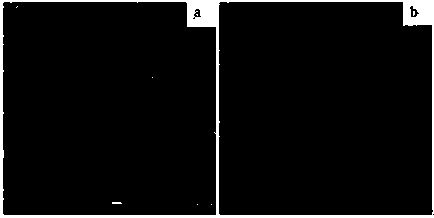 Preparation method of graphene oxide/bacterial cellulose antibacterial compound material