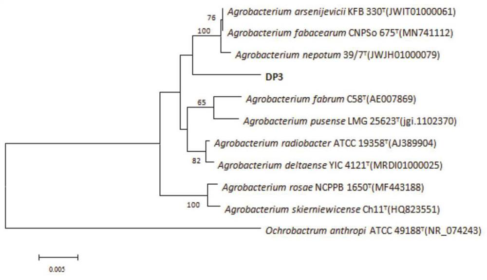 Agrobacterium sp. DP3, microbial agent comprising Agrobacterium sp. DP3 and application in field of biological fertilizer preparation