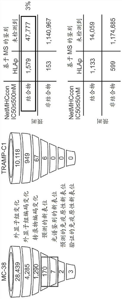 Neoantigen identification with pan-allele models