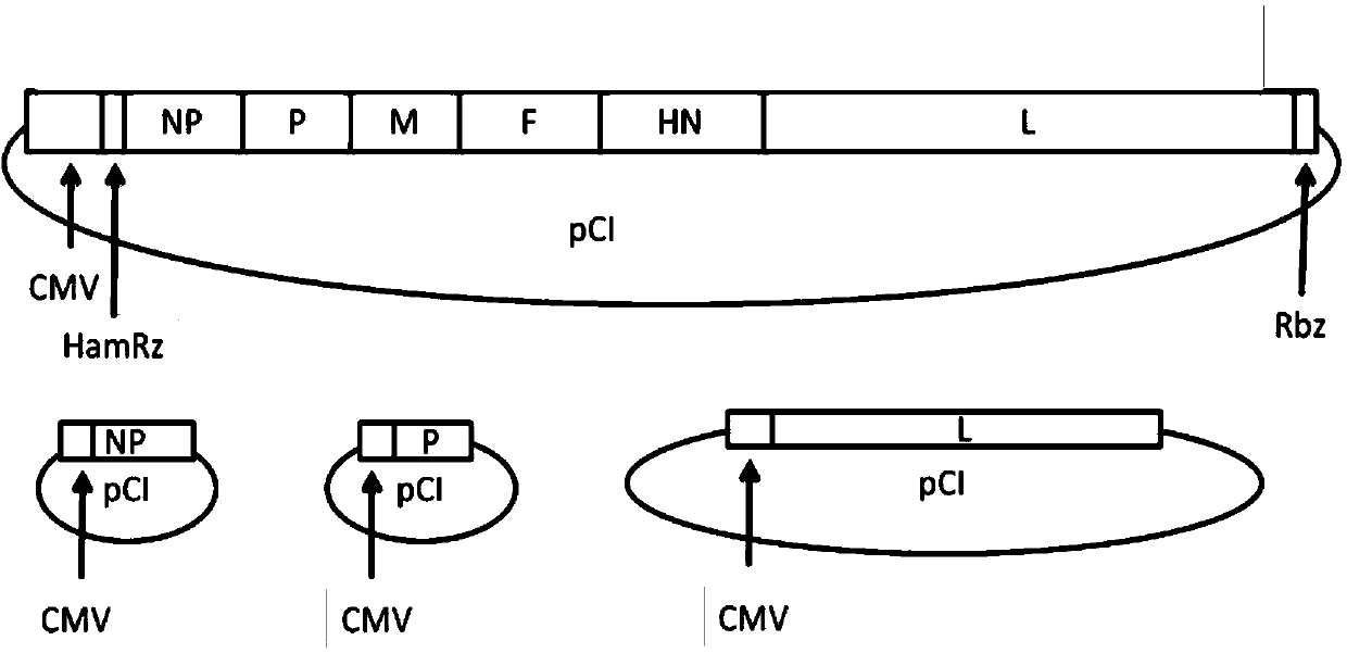 Reverse genetic operation system of Newcastle disease virus Mukteswar medium-toxicity vaccine strain and application of reverse genetic operation system