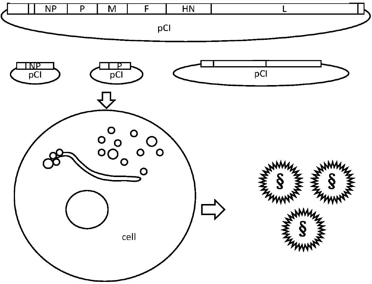 Reverse genetic operation system of Newcastle disease virus Mukteswar medium-toxicity vaccine strain and application of reverse genetic operation system