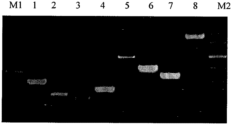 Five-gene standard plasmid molecule for transgenic soybean detection and construction thereof